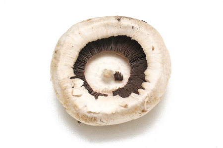 Champignon is a small edible mushroom with a light brown capの写真素材
