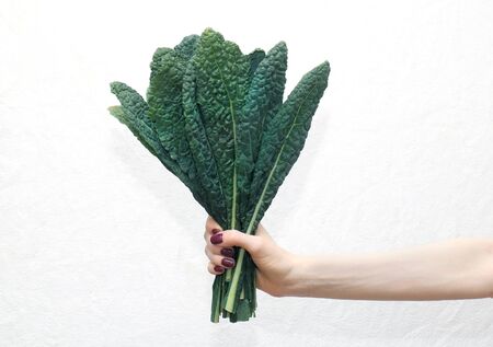 Female hand holding fresh organic kale leavesの写真素材