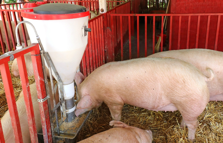 Automatic feeder for livestock used in modern farmsの写真素材