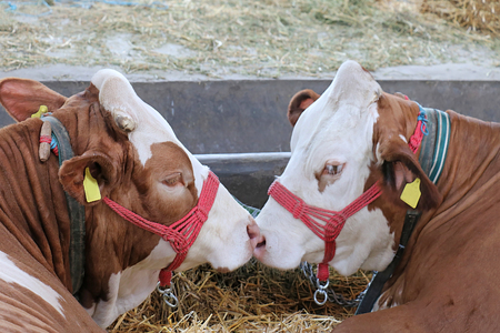Two cows with attached lips in a barn that looks like kissingの写真素材