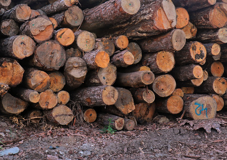 Cut tree logs pile on rural roadの写真素材