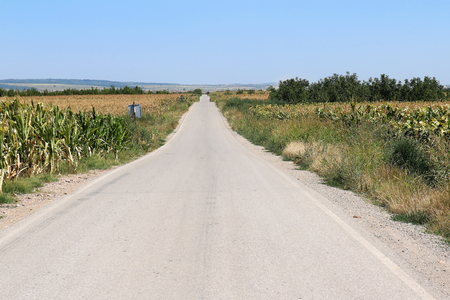 Empty rural road going through corn agriculture fieldの写真素材