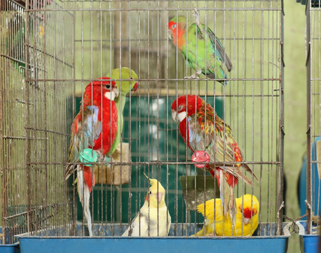 Parrots with colourful feathers inside metal cageの写真素材