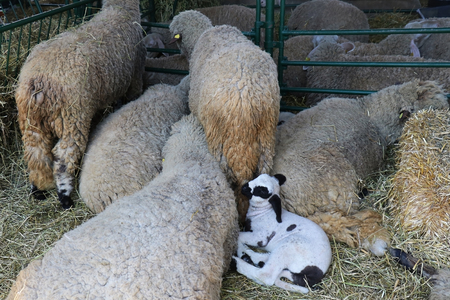 Bunch of sheep inside rural farm with white lamb among themの写真素材