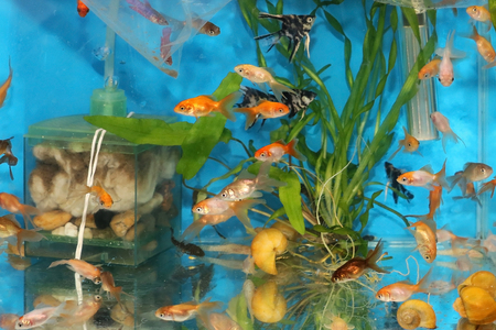 Small gold fishes inside water tank with decorative plantsの写真素材