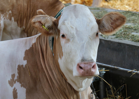Domestic cow inside farm stable with more cows in the backの写真素材