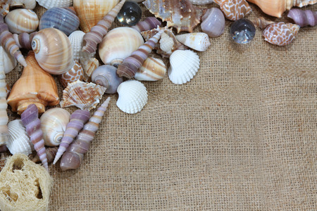 Sea shells arranged on top left corner on a sand like backgroundの写真素材