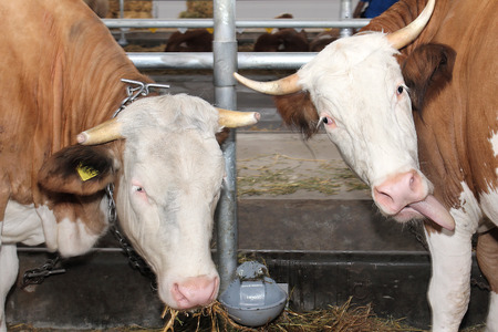 Two cows inside agricultural farm with one sticking out the tongueの写真素材