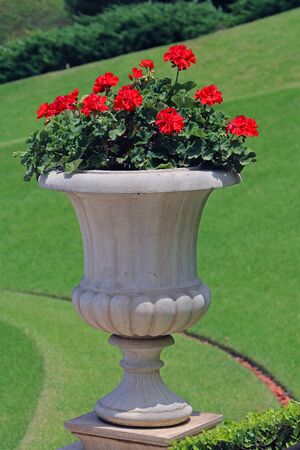 Red flowers inside decorative stone marble pot in gardenの写真素材