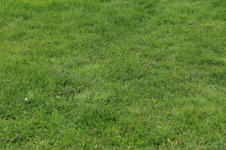 Vibrant green grass texture background during summer