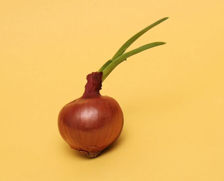 Organic purple onion vegetable on yellow backgroundの写真素材