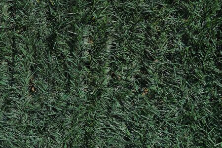 Green artificial green grass texture pattern backgroundの写真素材
