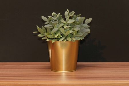 Green leaves plant in gold container on brown wooden tableの写真素材