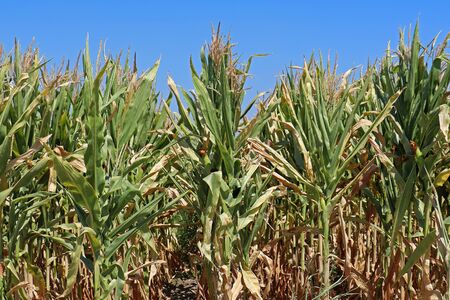 Corn plant with green leaves crop in agricultural industry fieldの写真素材