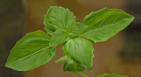 Close up of basil leaves plant used as condiment in cookingの写真素材