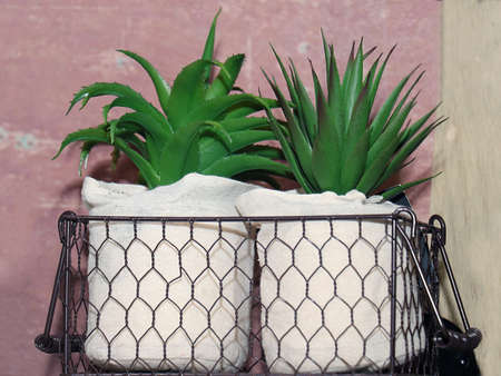 Decorative cactus plant in a pot on apartment shelfの写真素材
