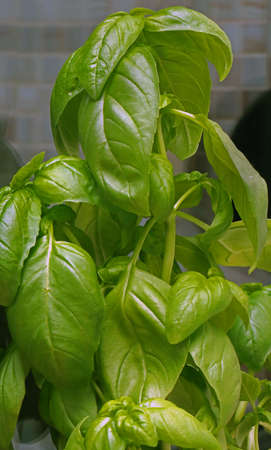 Close up of basil leaves plant in kitchen used as condiment for cookingの写真素材