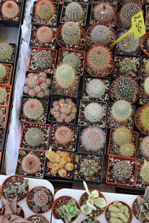 Bunch of small decorative cactuses plants in flower potsの写真素材