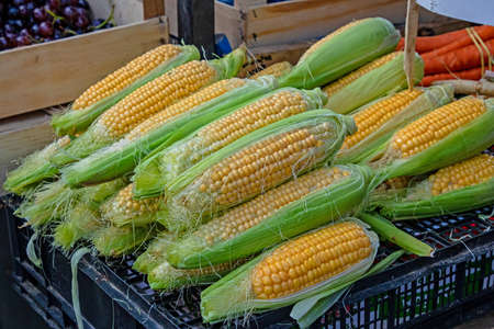 Stack of fresh organic raw yellow corn cobs with green leaves sold on marketの写真素材