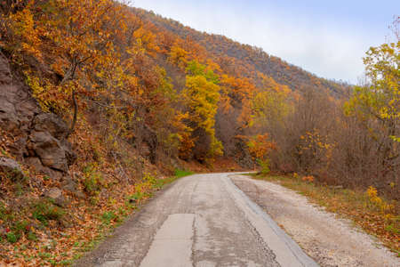 Empty rural road going through yellow leaves forest during autumnの写真素材