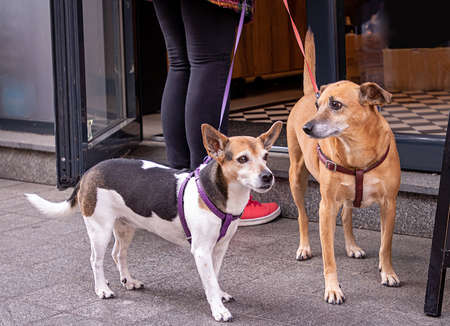 Pet dogs with collars outside on urban city pavement