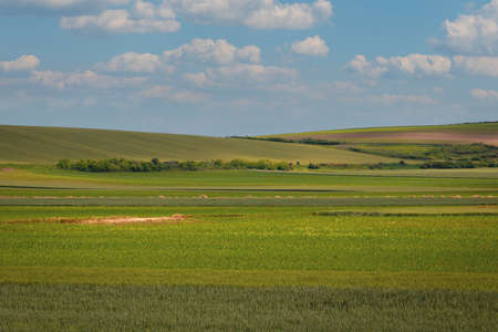 Green grass field with blue sky clouds background in natureの写真素材