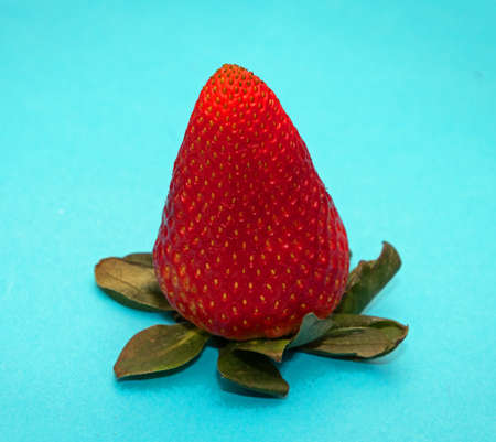 Raw fresh organic strawberry fruit isolated on blue backgroundの写真素材
