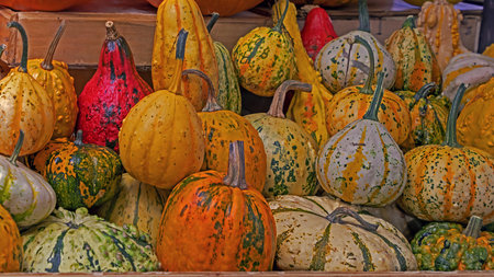 Decorative small pumpkins sold on market stall just before Halloweenの写真素材