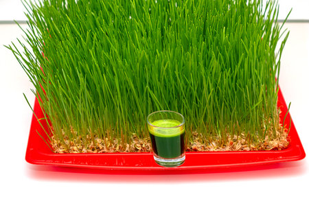 Wheat grass growing inside home garden with squeezed juice in a glass shotの写真素材