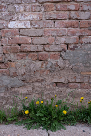Weathered patched brick wall with dandelion weedsの写真素材