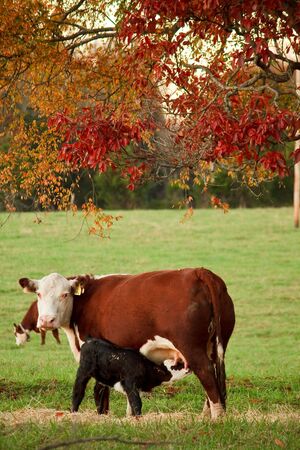Calf feeding from mother in a green pasture with autumn colors.の写真素材