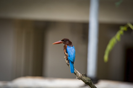 A Lonely Kingfisherの写真素材