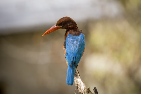 A Lonely Kingfisherの写真素材