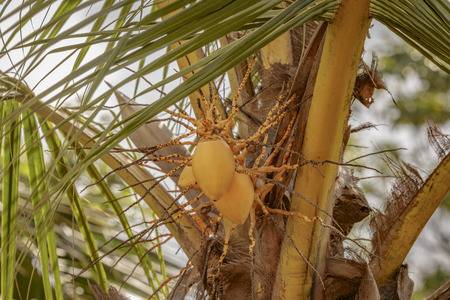 King Coconutsの写真素材