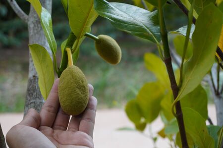 Hand holding small jackfruit. Fruit from jackfruit trees.の写真素材