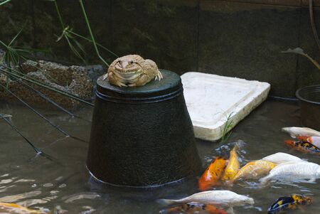 Frog in the pond and koi swimming nearby.の写真素材