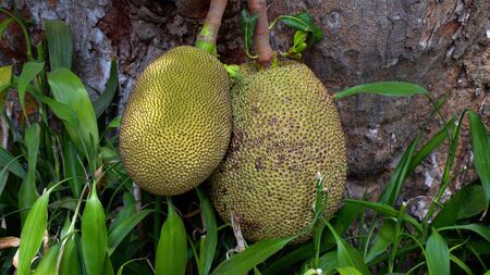 Jack fruits hanging in trees in a tropical fruit.
