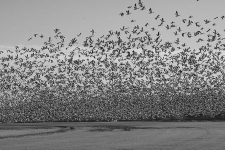 field of birdsの写真素材