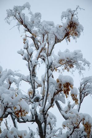 snow on treesの写真素材