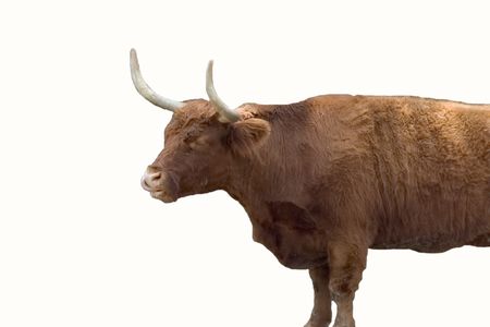 an isolation of a texas long horn bullの写真素材