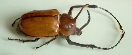 rhinoceros beetle, found mostly in the amazon