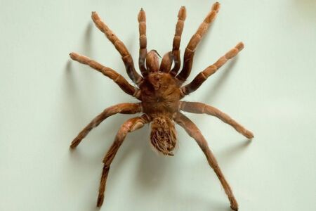 a VERY large spider