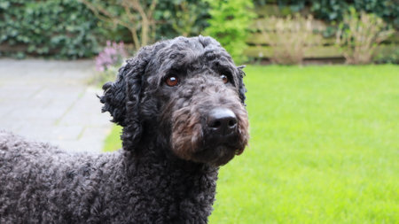Black poodle dog standing in the garden looking at the camera. labradoodle, 2 years oldの写真素材
