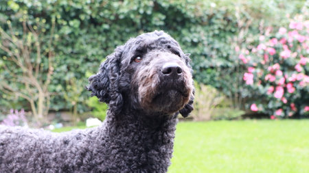 Black poodle in the garden looking at the camera with a smile, labradoodle, 2 years oldの写真素材