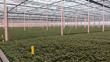Greenhouse with rows of poinsettia plants in a greenhouseの写真素材