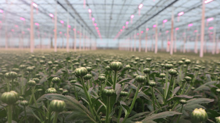 Blooming chrysanthemum flowers in a modern glass houseの写真素材