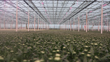 large greenhouse full of chrysanthemumsの写真素材