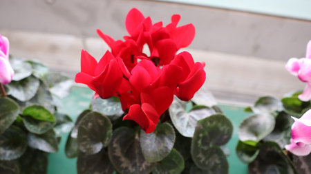 Beautiful red flowers of cyclamen in a pot on the balconyの写真素材