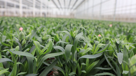 Rows of young green plants growing in a greenhouse, selective focusの写真素材