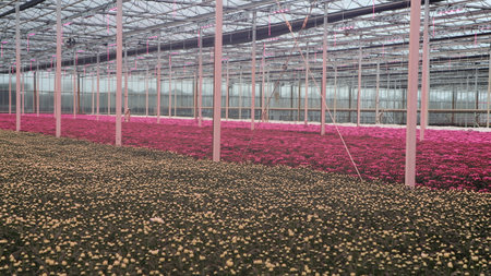 A large greenhouse with rows of pink and red chrysanthemumsの写真素材